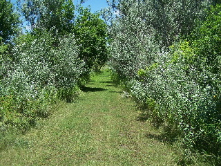 Unpaved Poplar Creek Trail